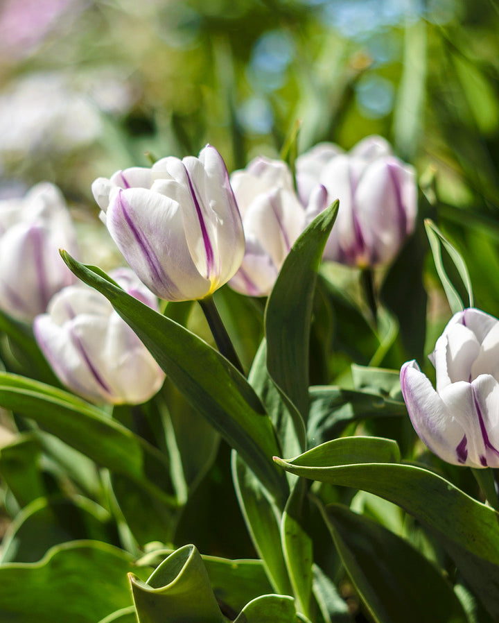 Flaming Flag Triumph Tulip - 10 bulbs
