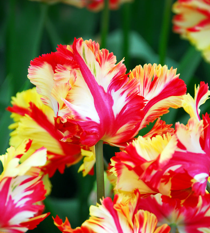 Flaming Parrot Tulip - 10 bulbs