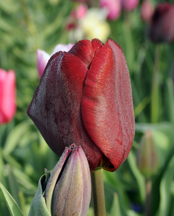 Jan Reus Triumph Tulip - 10 bulbs