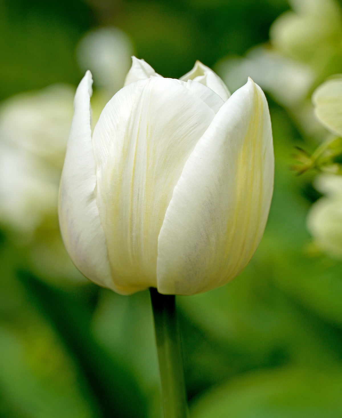 Mount Tacoma Double Late Tulip - 10 bulbs