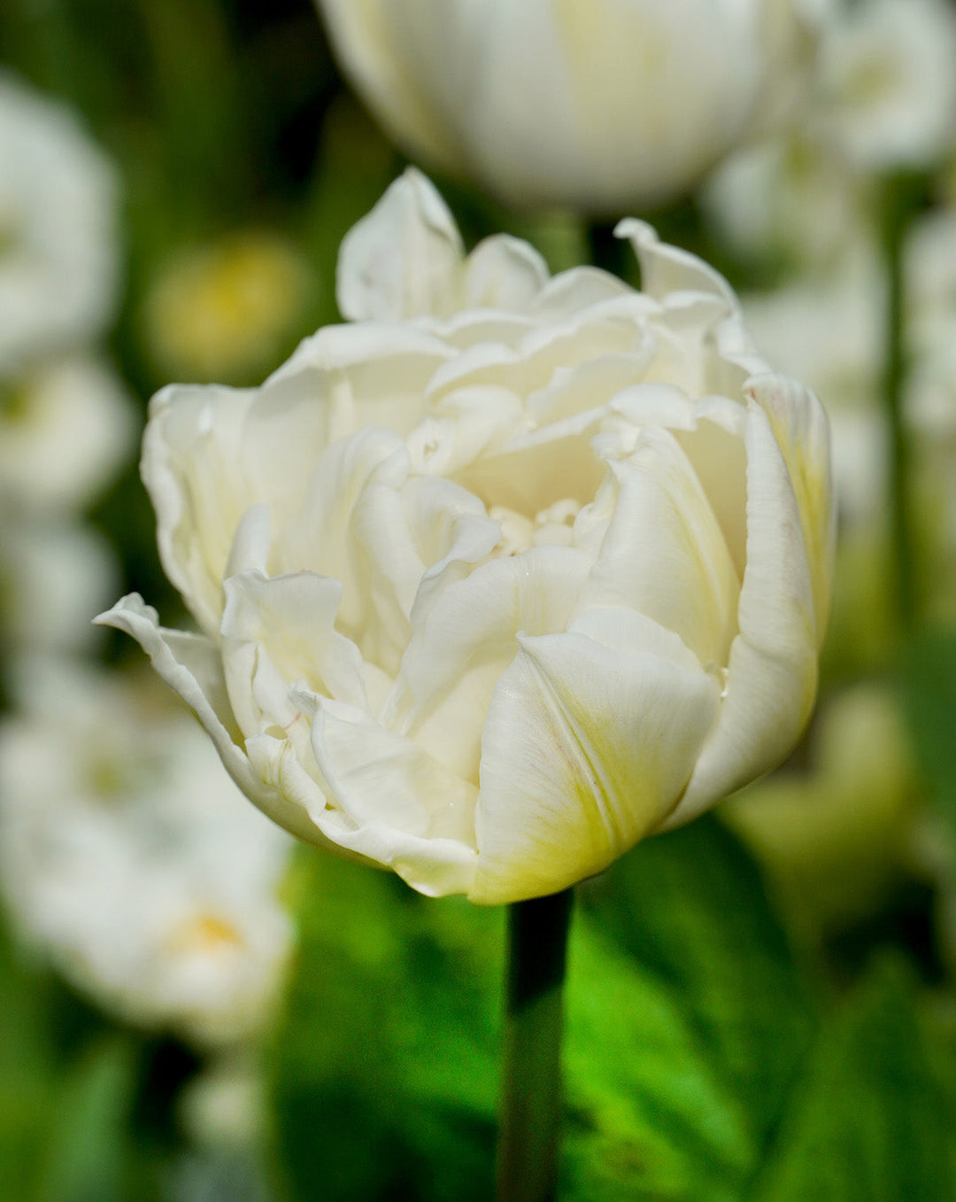 Mount Tacoma Double Late Tulip - 10 bulbs