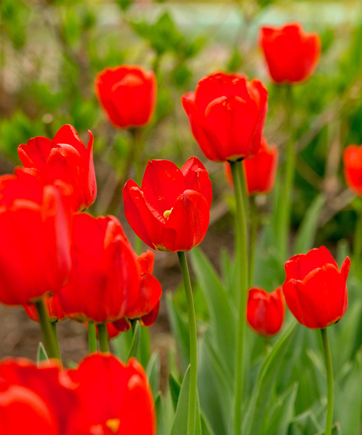 Oxford Darwin Hybrid Tulip - 10 bulbs