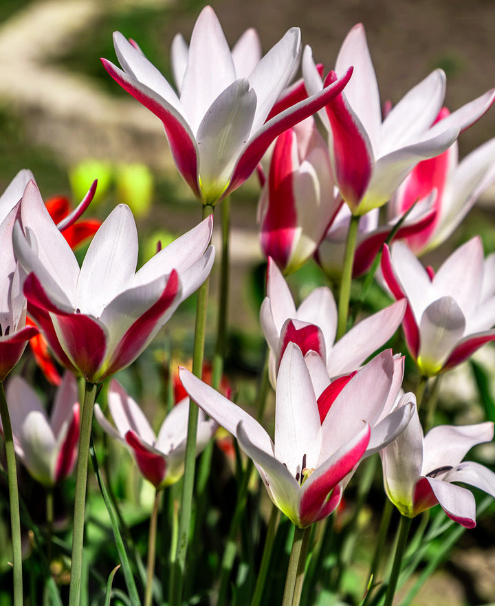 Peppermintstick Species Tulip - 10 bulbs
