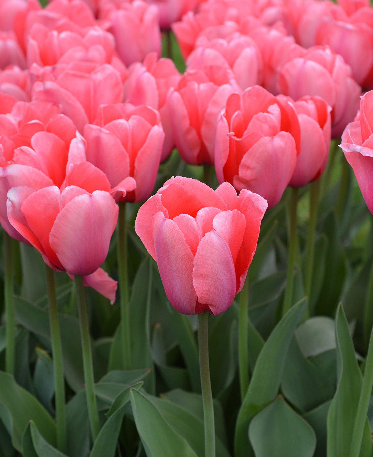 Pink Impression Darwin Hybrid Tulip - 10 bulbs