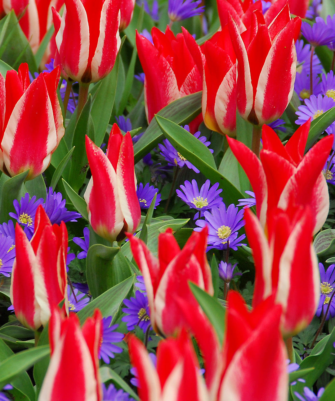 Pinocchio Greigii Tulip - 10 bulbs