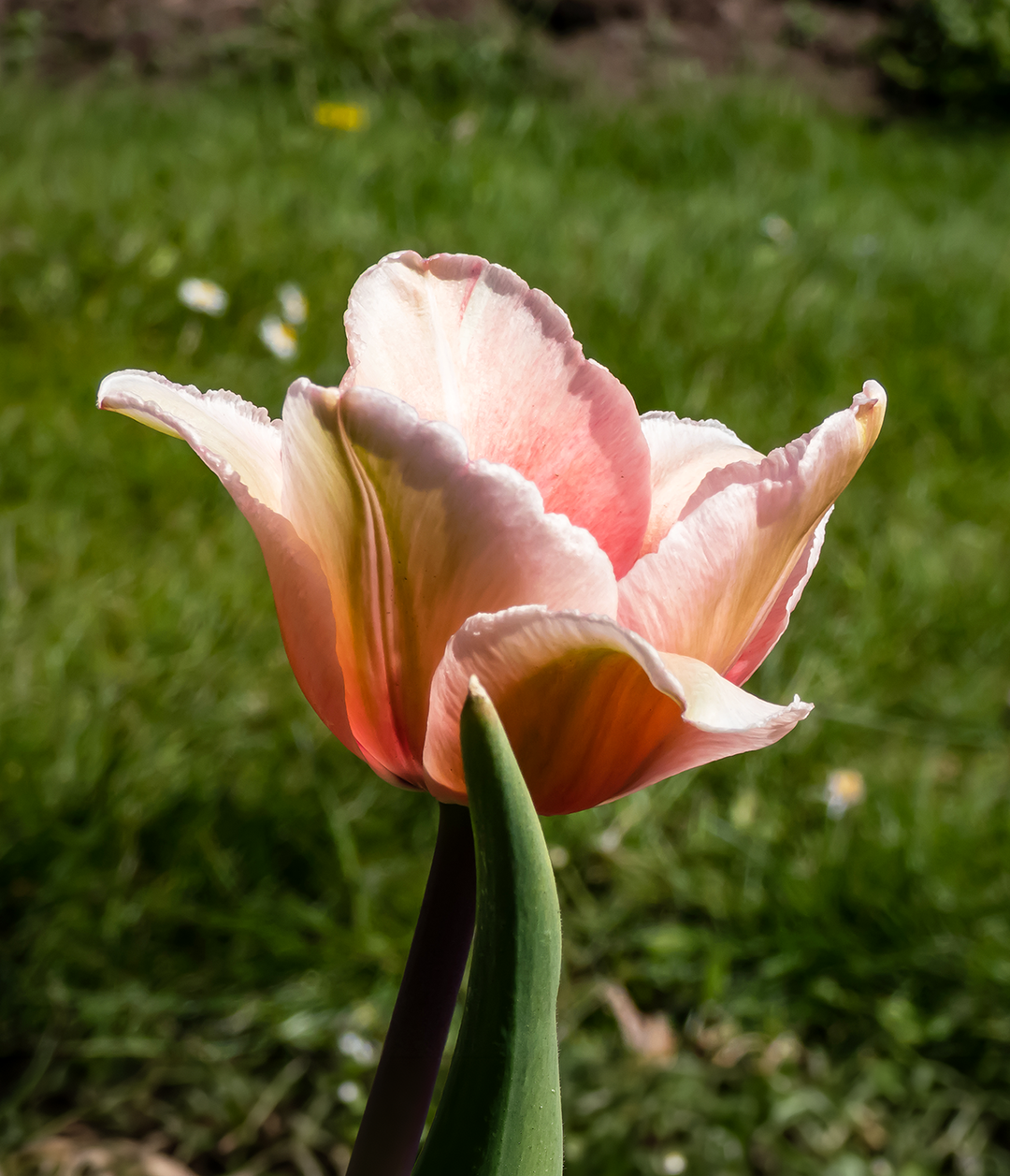 Salmon Impression Darwin Hybrid Tulip - 10 bulbs