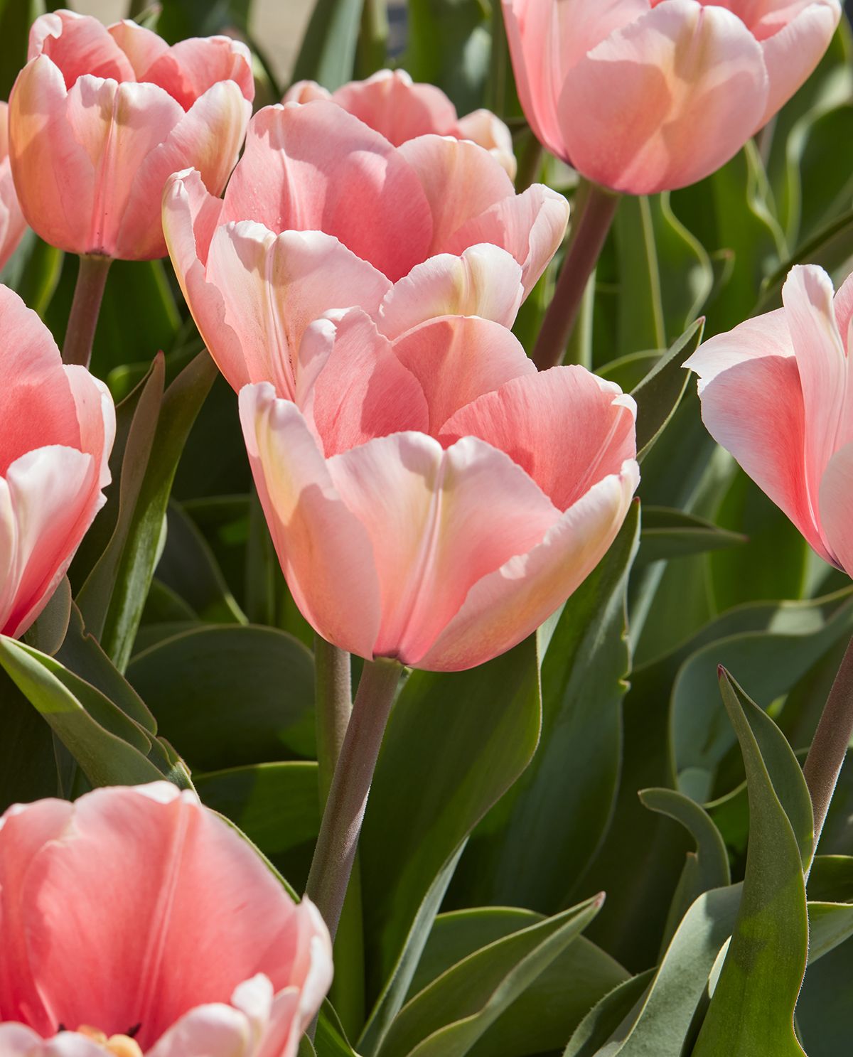 Salmon Impression Darwin Hybrid Tulip - 10 bulbs