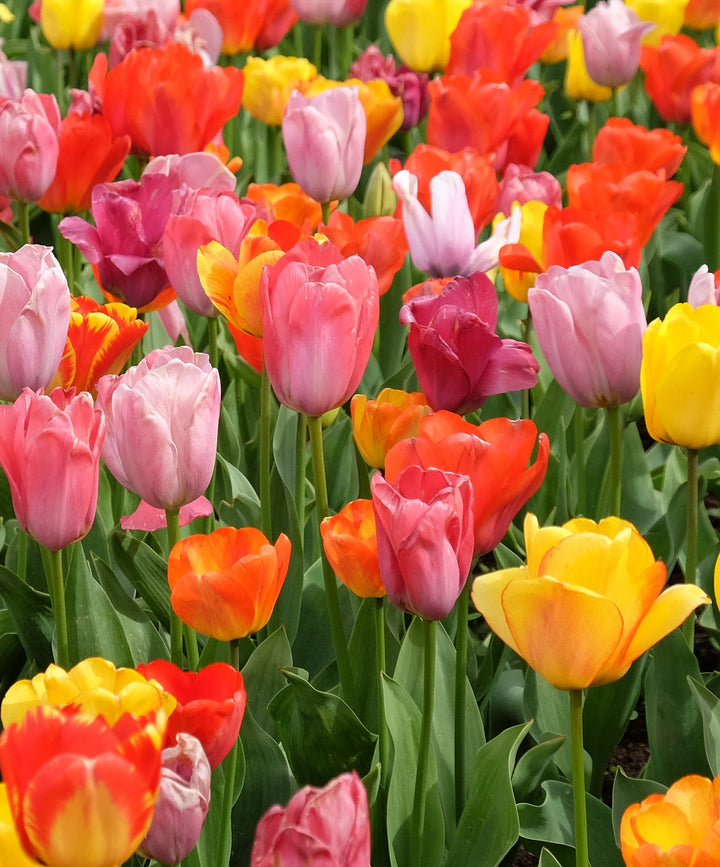 Mixed Triumph Tulips - 30 bulbs