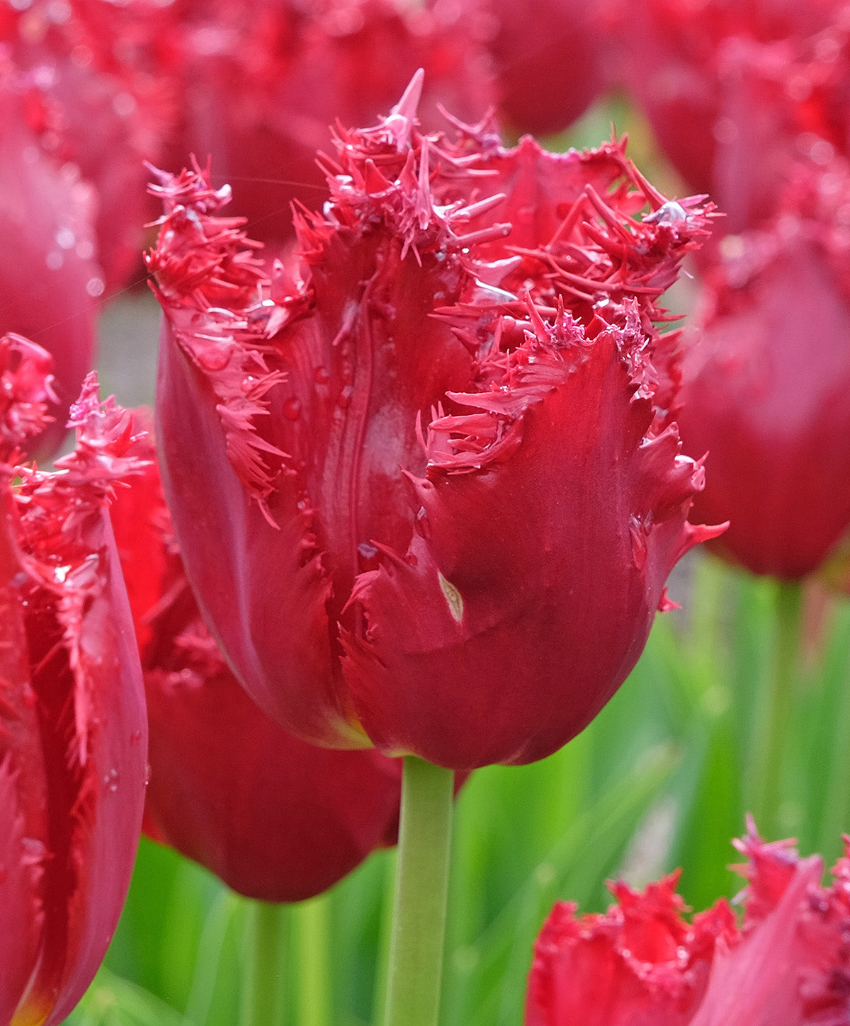 Versaci Fringed Tulip - 10 bulbs