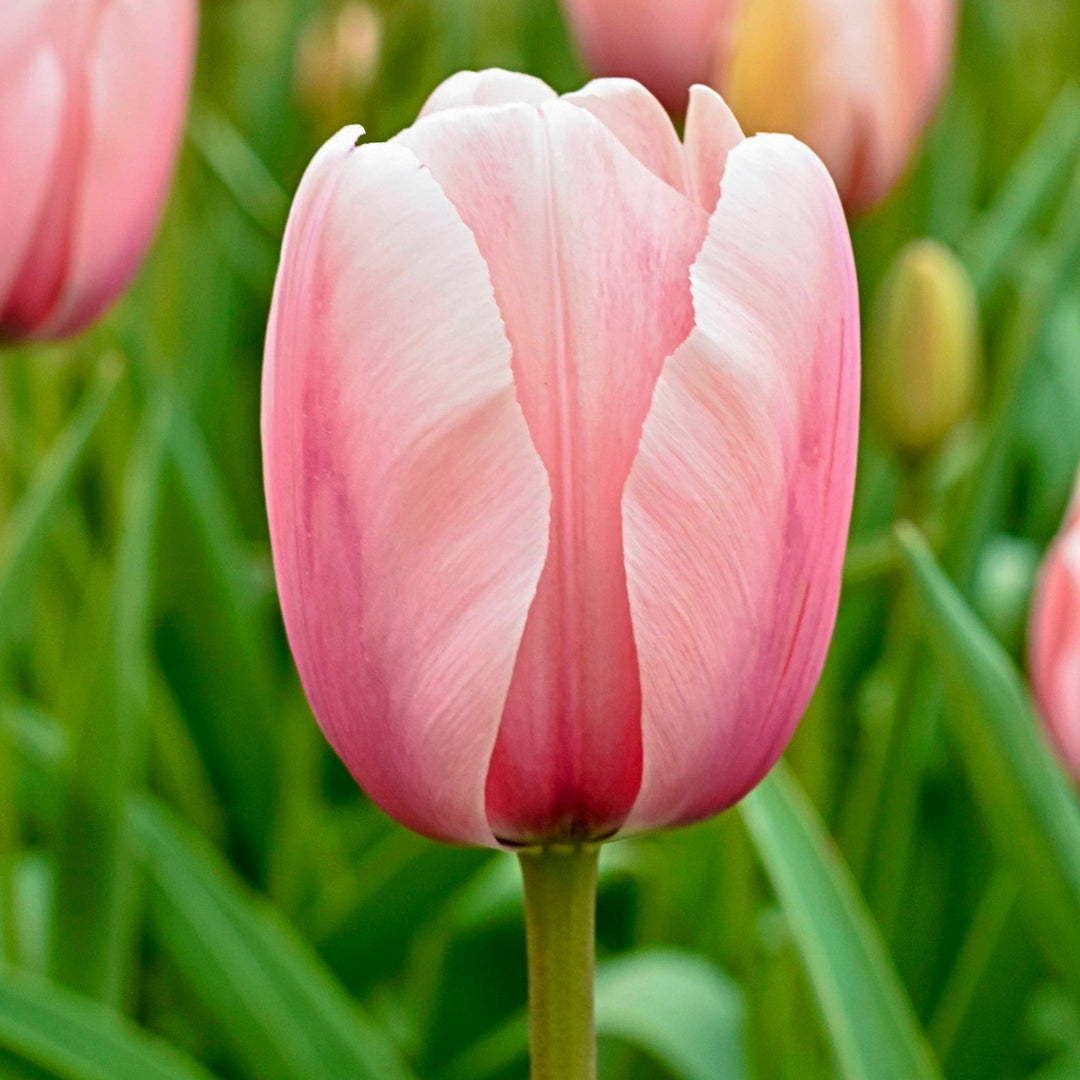 Salmon Impression Darwin Hybrid Tulip Live Plant Hardy Garden Landscape Well
