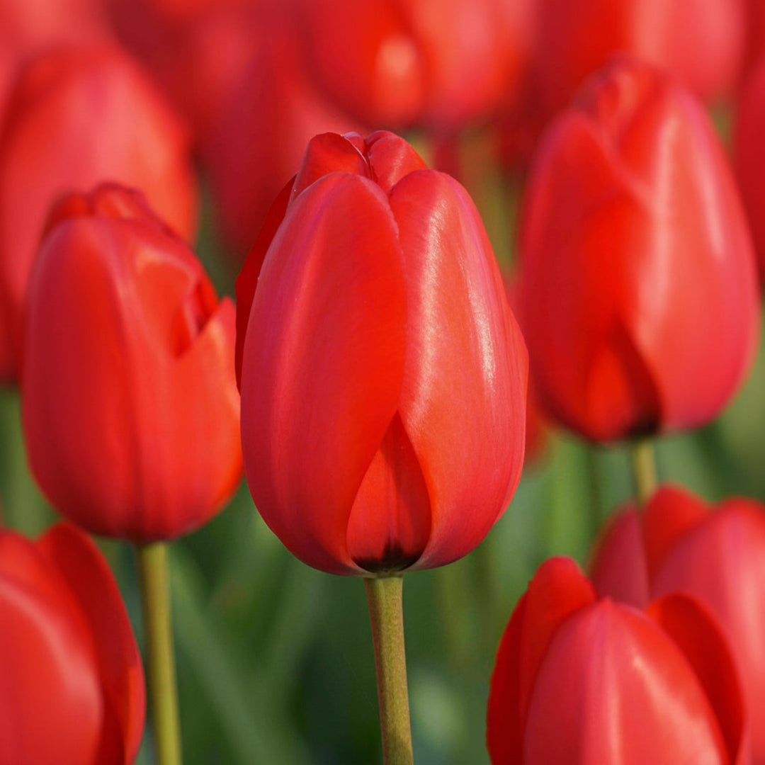 Red Impression Darwin Hybrid Tulip