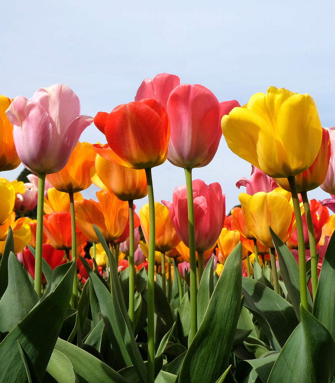 Mixed Triumph Tulips - 30 bulbs