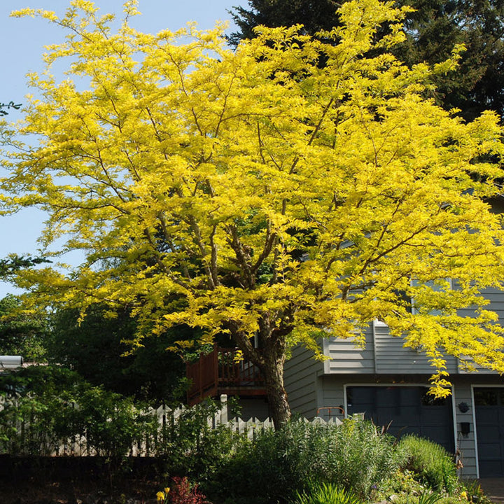 Thornless Honeylocust &