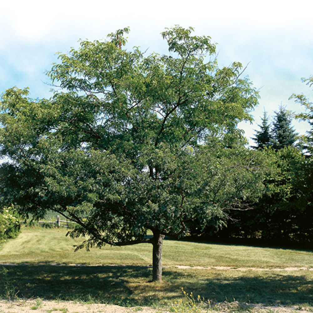 Thornless Honeylocust &