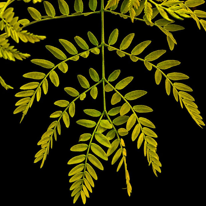 Thornless Honeylocust &