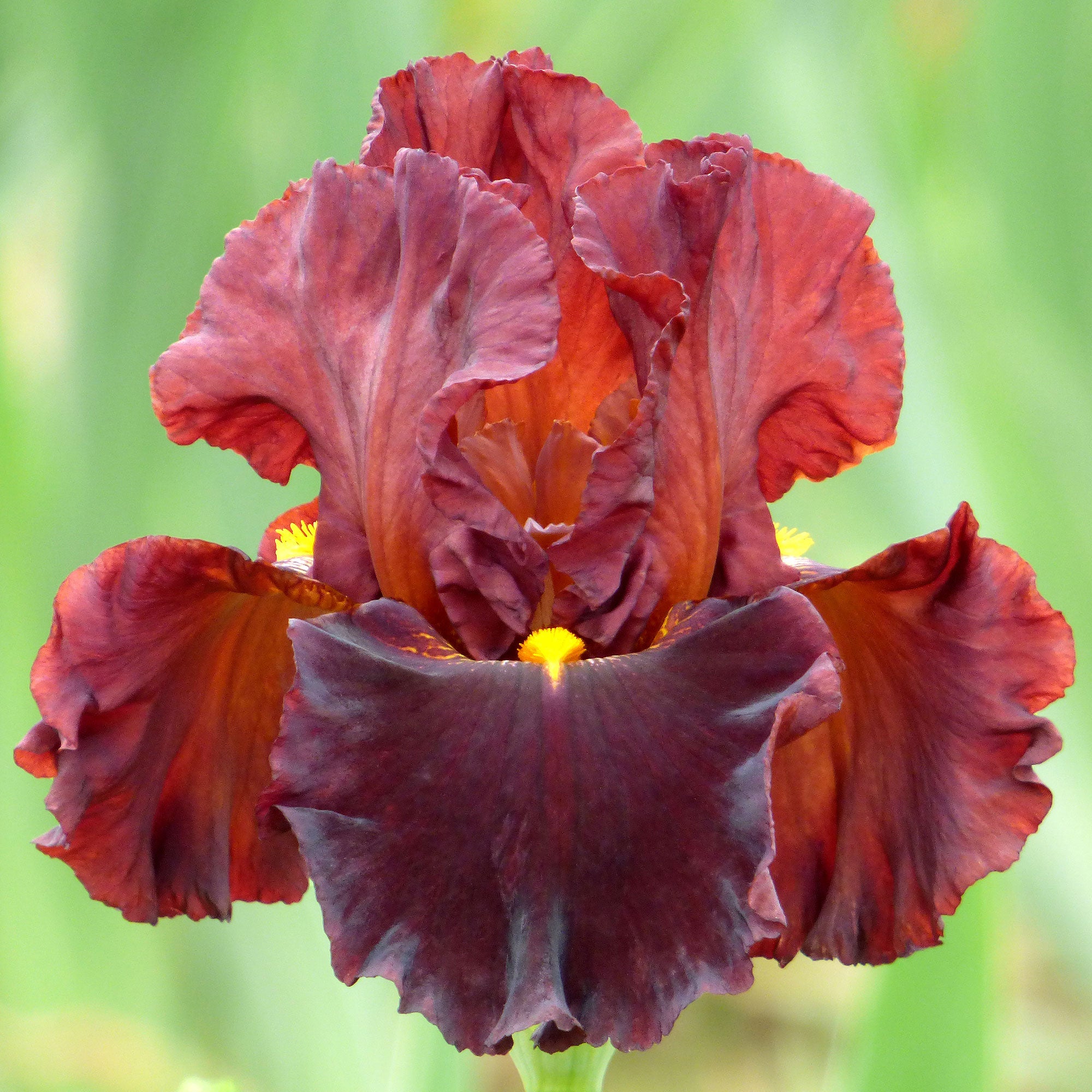 Valentino Fragrant Bearded Iris Potted Quart Pot - FREE SHIPPING