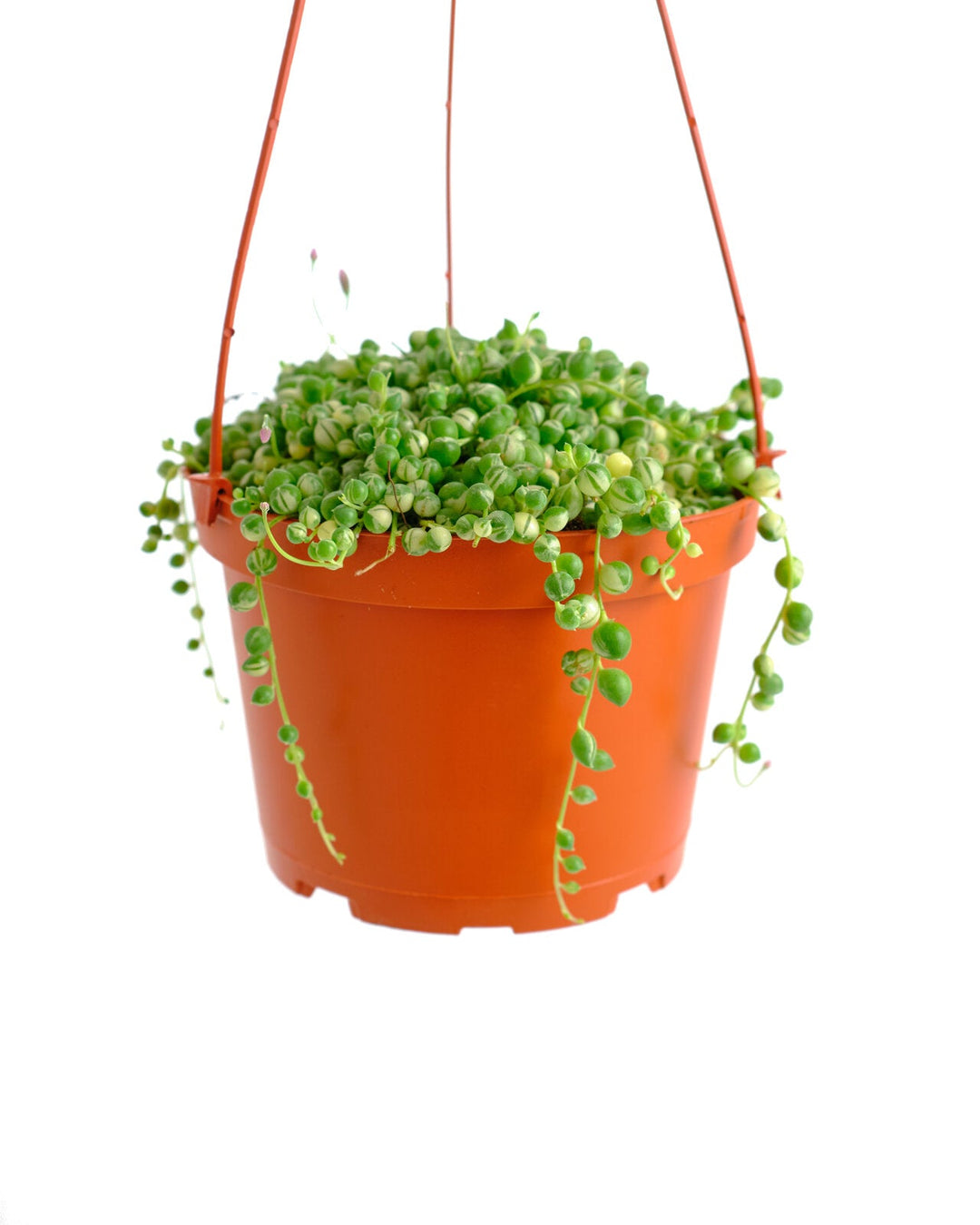 Senecio rowleyanus f. variegatus &
