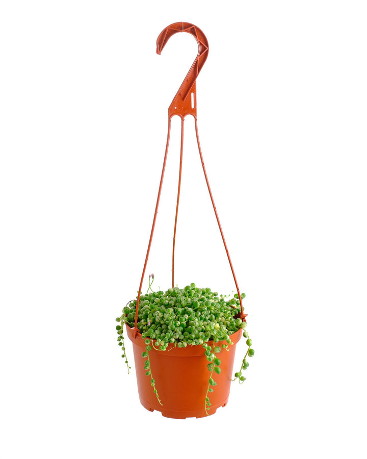 Senecio rowleyanus f. variegatus &