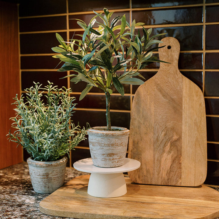 12" Rosemary &amp; 16" Olive Topiary Set