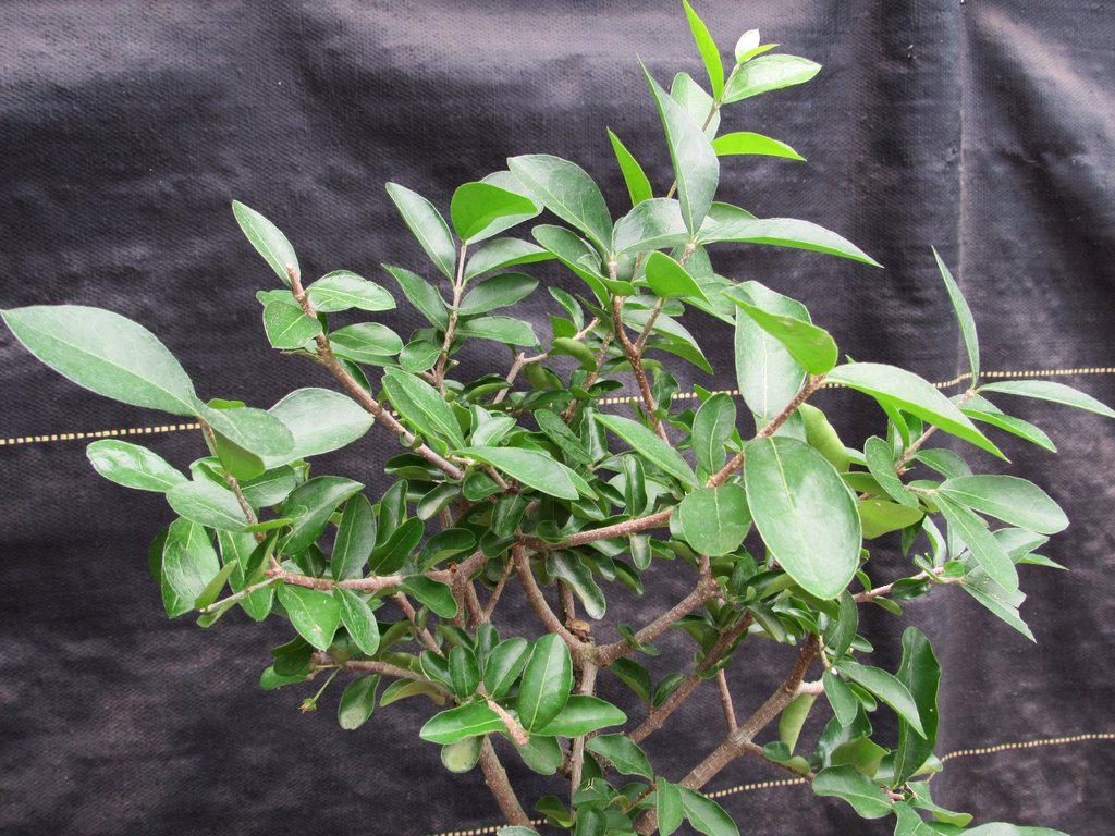 Weeping Barbados Cherry Bonsai Tree