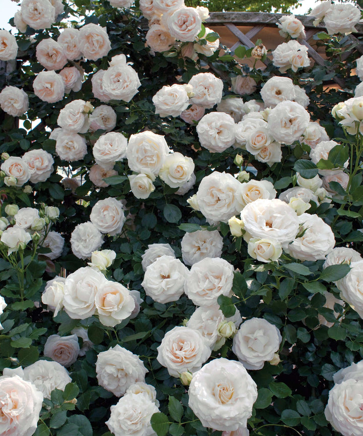 White Eden Climbing Rose
