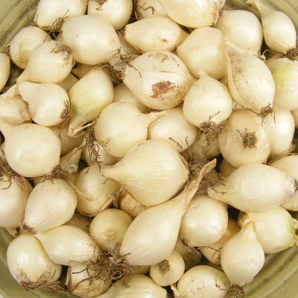 Bulk White Onion Sets 4 Lbs. Non-GMO White Ebenezer Variety 400+ Bulbs