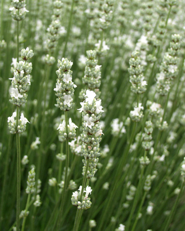 Live Alba Lavender Plant (Lavandula angustifolia)