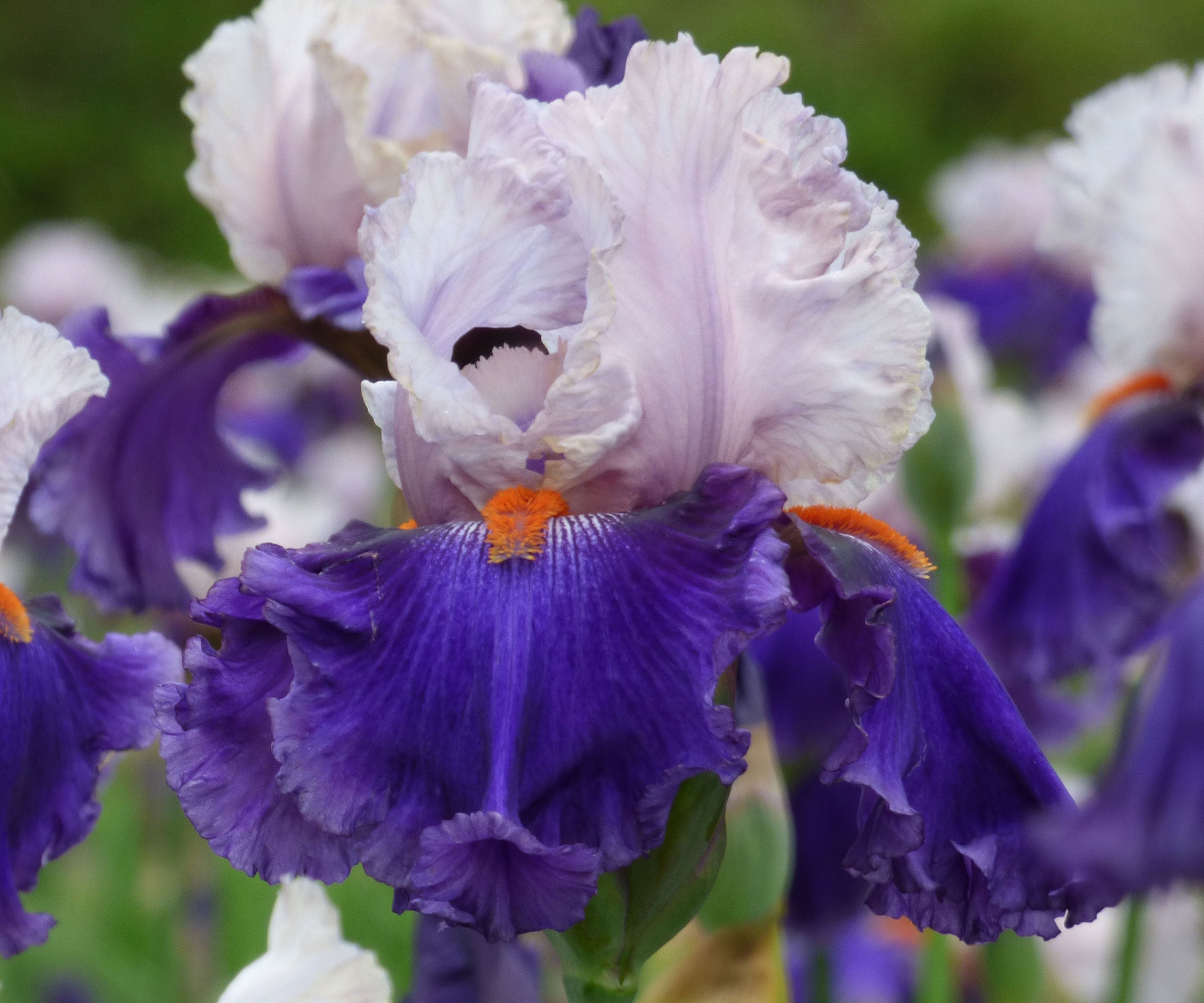 You Grow Girl Fragrant Bearded Iris Quart Container