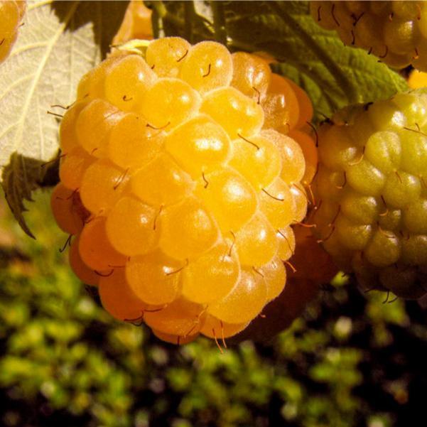 Raspberry Yellow Honey Queen