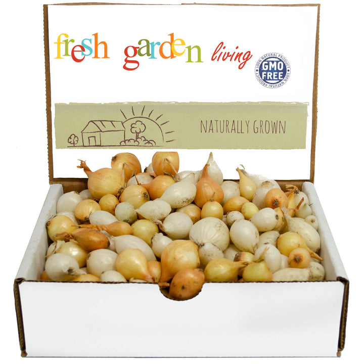 Mixed White &amp; Yellow Onion Sets 1 Lb. Non-GMO