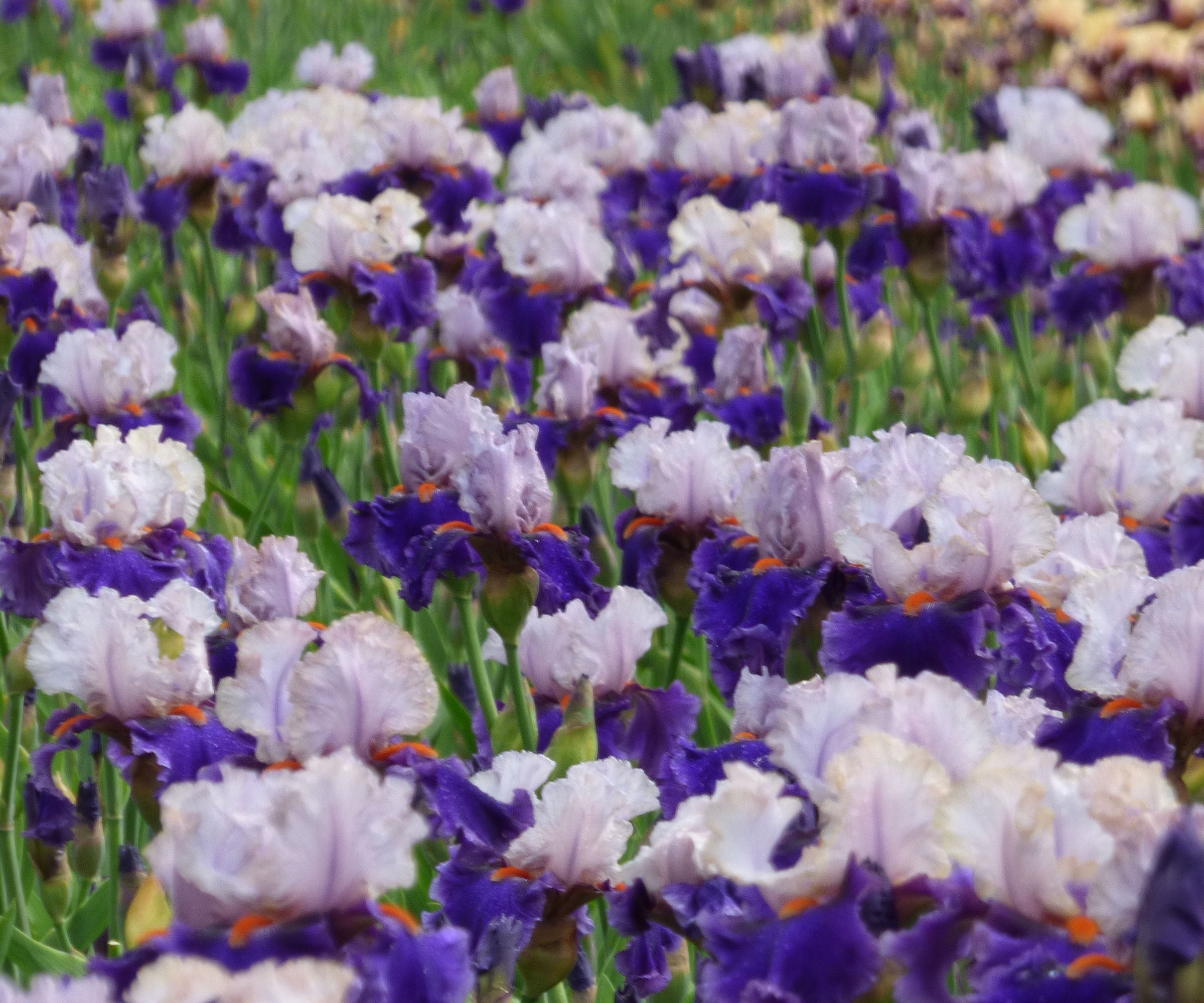You Grow Girl Fragrant Bearded Iris Quart Container