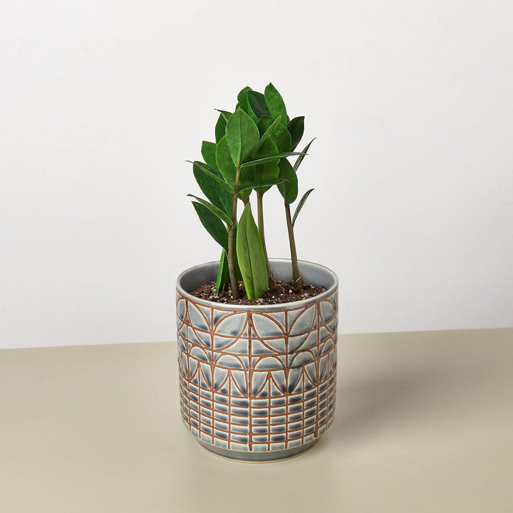 Zamioculcas Zamiifolia &