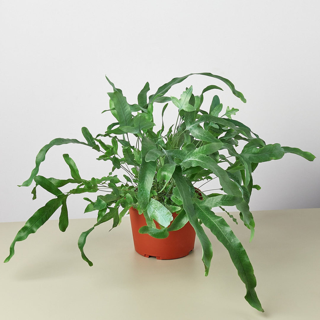 Fern &