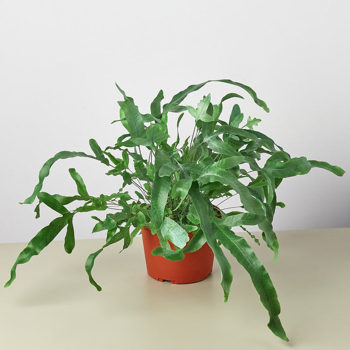 Fern &