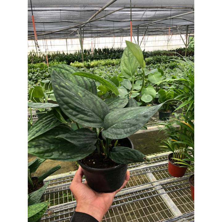 Monstera &