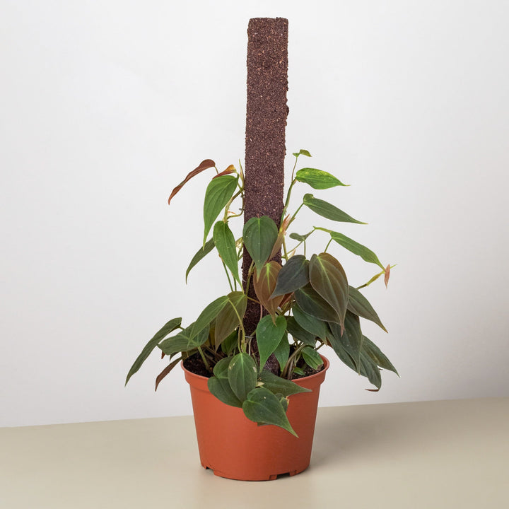 Philodendron &