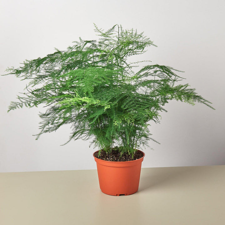 Fern &
