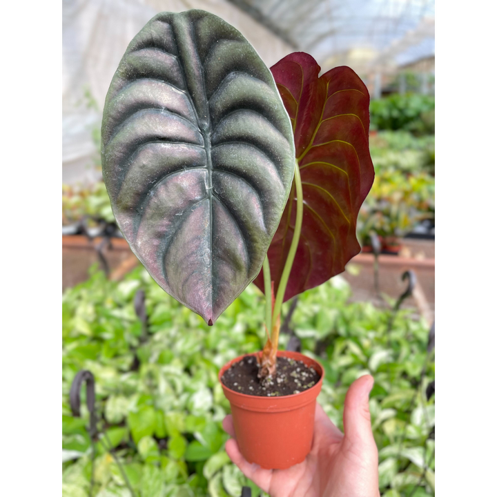 Alocasia &