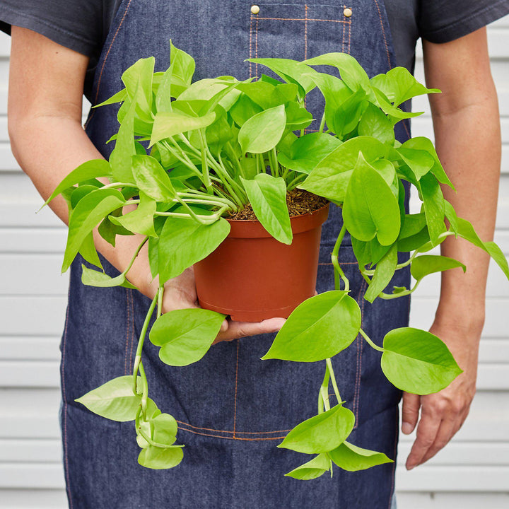 Pothos &