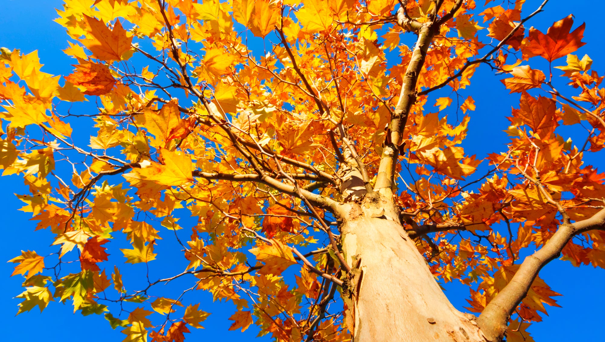 American Sycamore Tree