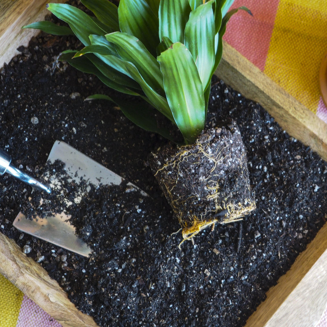 Compressed Coconut Coir - Potting Soil