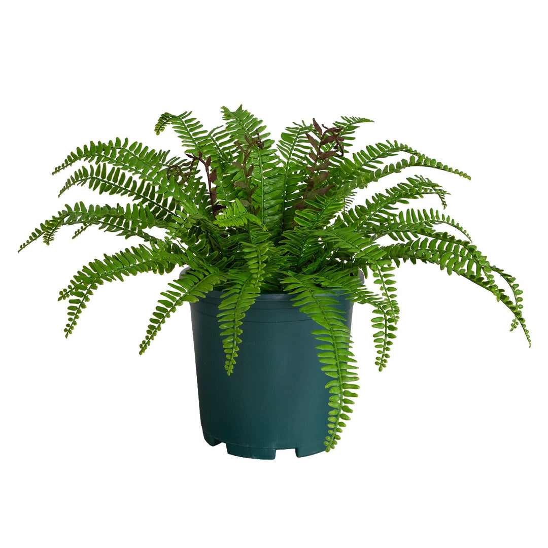 17” UV Resistant Artificial Boston Fern Plant (Indoor/Outdoor)