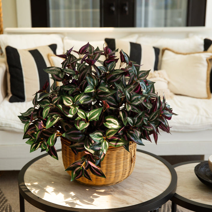 19" UV Resistant Artificial Wandering Jew Bush (Indoor/Outdoor)- Set of 3