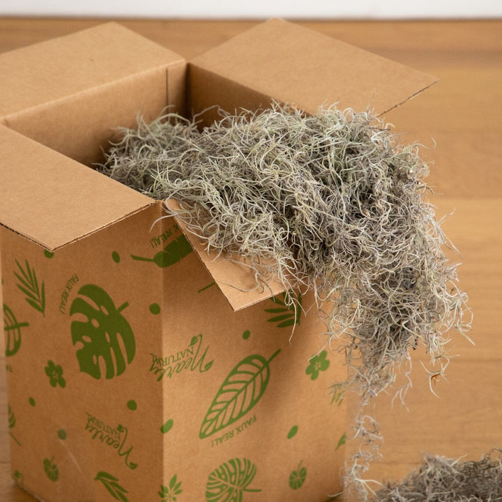 Natural Spanish Moss - 5Lbs