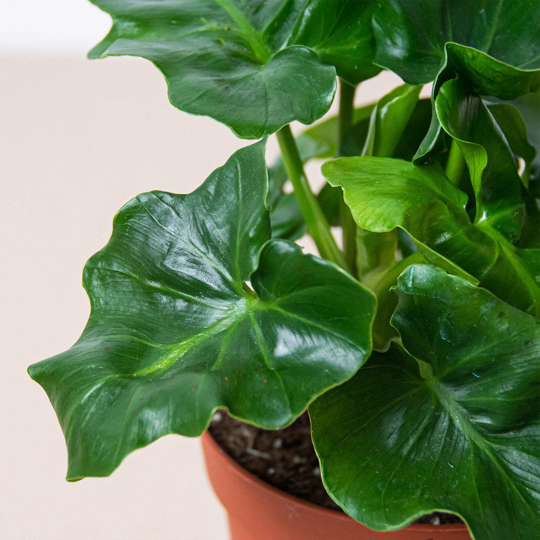 Philodendron &
