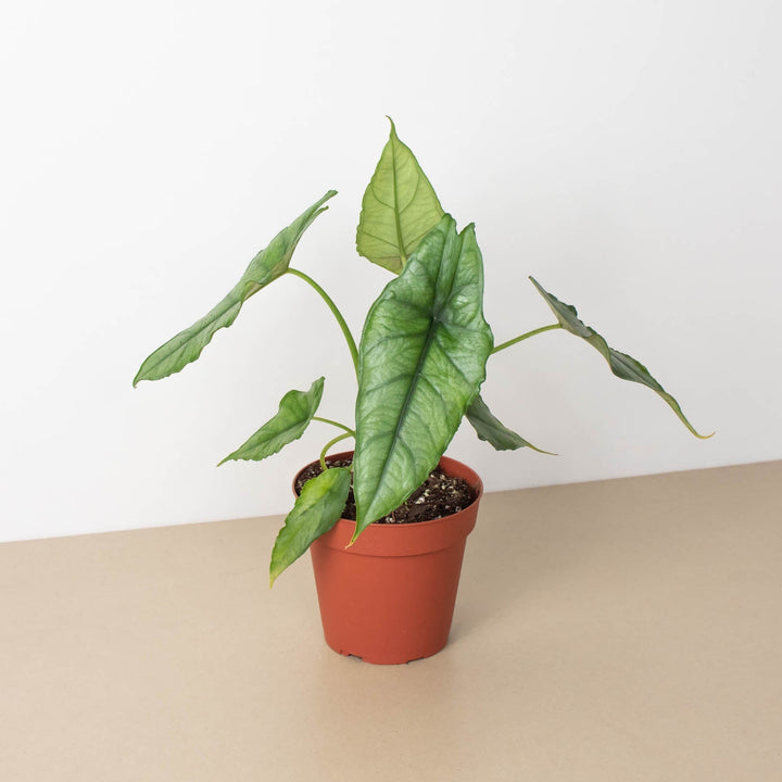 Alocasia &