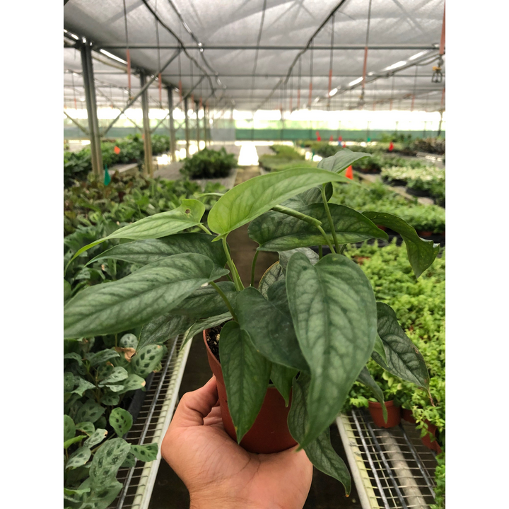 Monstera &