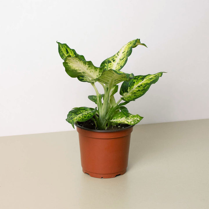 Dieffenbachia &