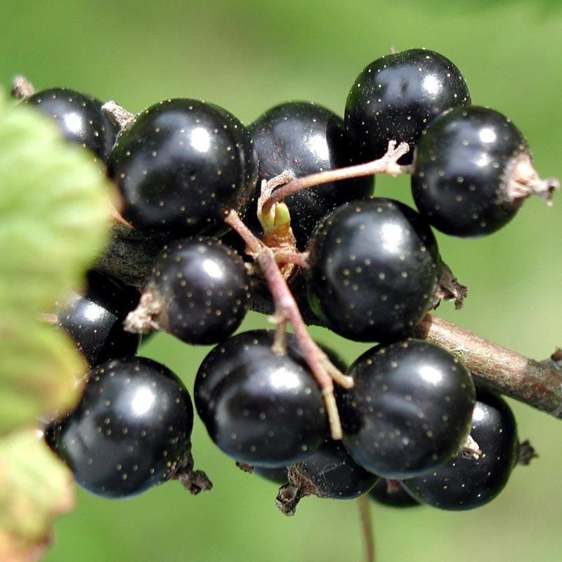 Black Consort Currant