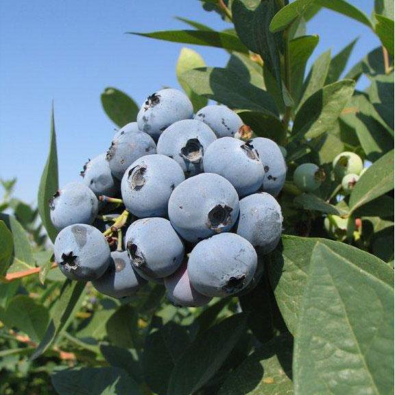 Jewel Blueberry (Early to Mid Harvest)